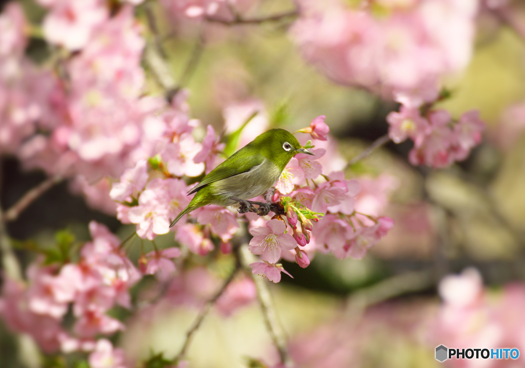 河津桜とメジロ