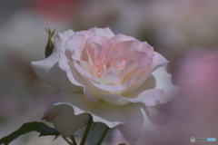 薔薇の鑑賞　その２