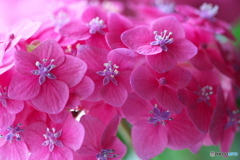 紫陽花 真花