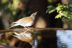 野山の鳥 シロハラ