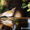 野山の鳥 シロハラ