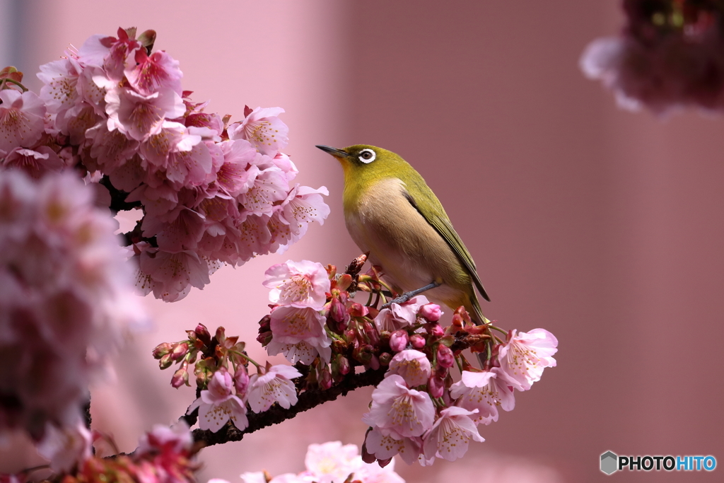 あたみ桜とメジロ