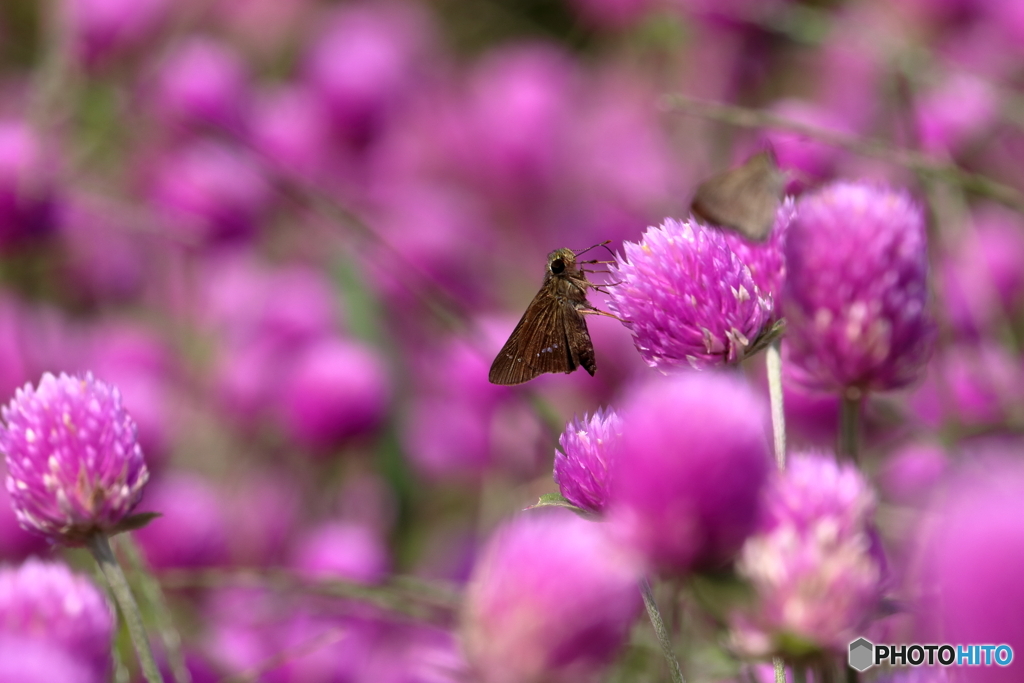 夏の花に舞い降りて