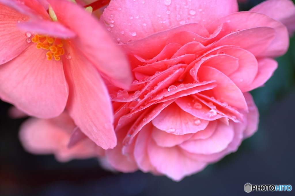 ひと雫　フォーチュンベゴニア