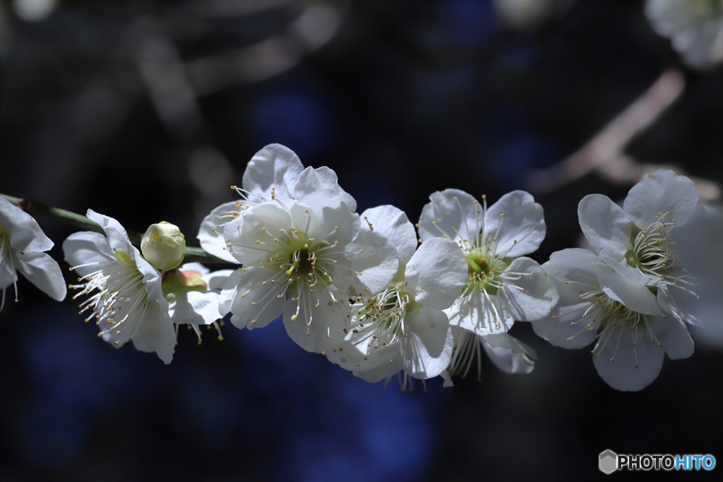 春の花便り②