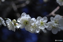 春の花便り②