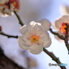 里山の白梅