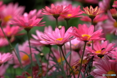陽気な花