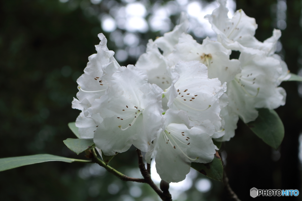 山寺の花笑み