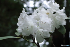 山寺の花笑み