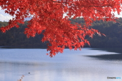 湖畔の秋①
