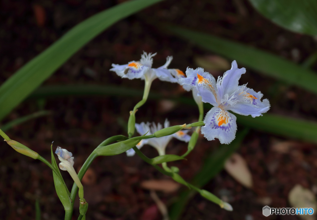 胡蝶花