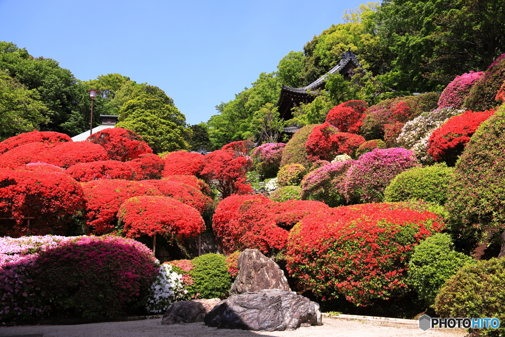 つつじ寺