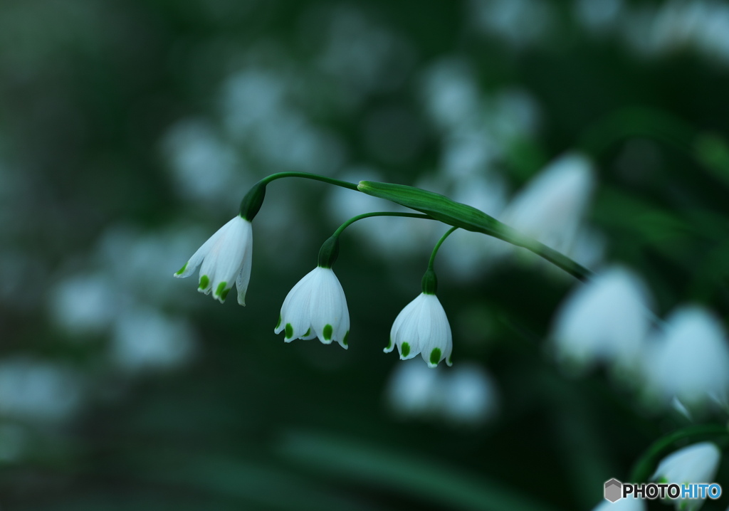 ランプの花