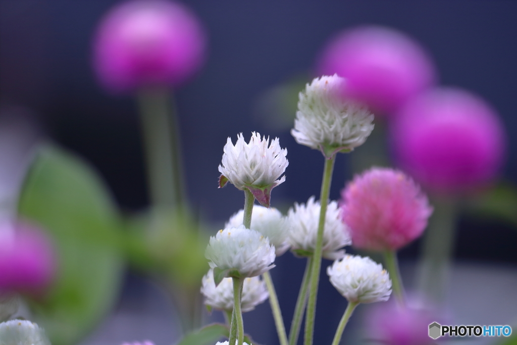 花便り　千日紅
