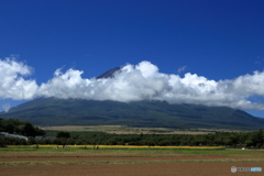 夏の富士五湖　③　富士山とひまわり畑