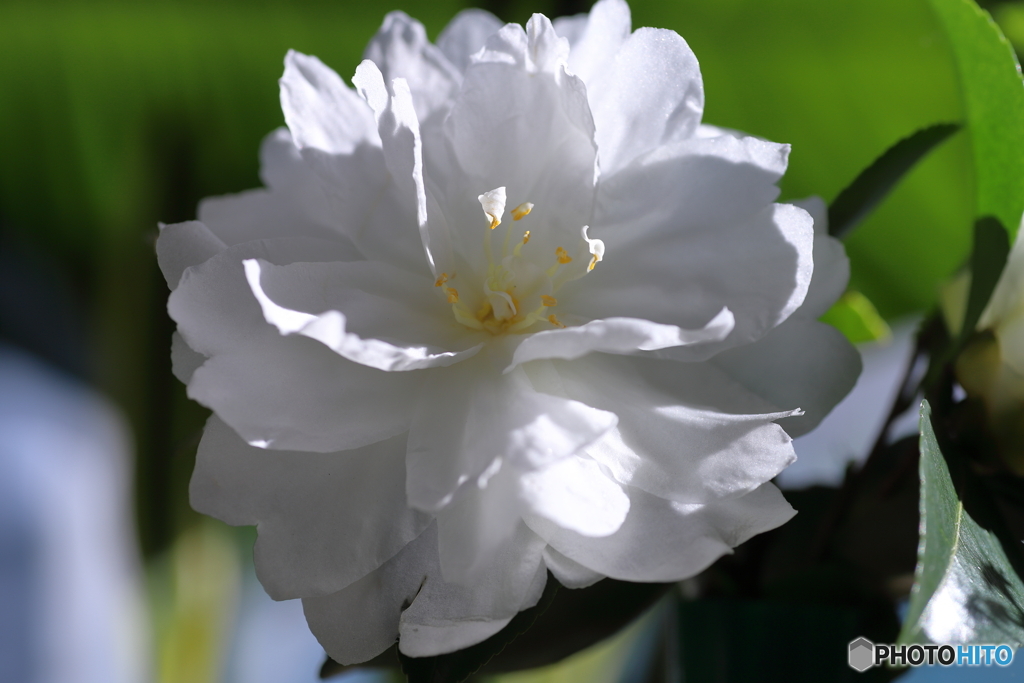山茶花