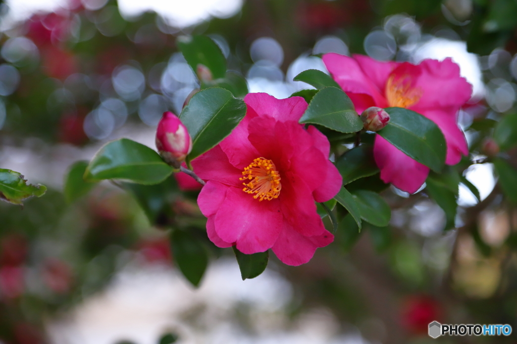 山茶花