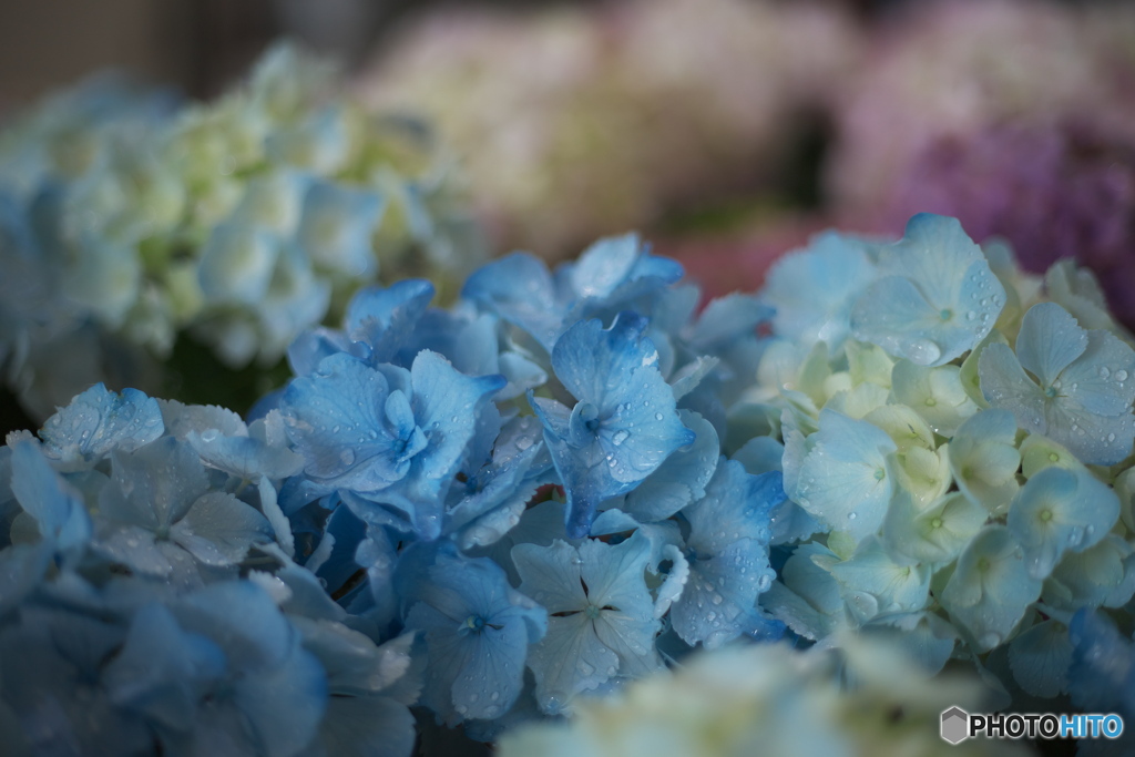 紫陽花
