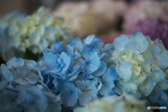 紫陽花