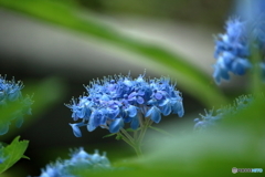 魅惑の紫陽花２