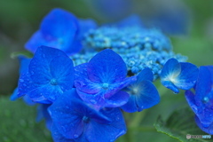 紫陽花　その６