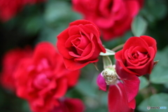  五月の薔薇③