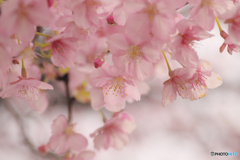 桜の香り