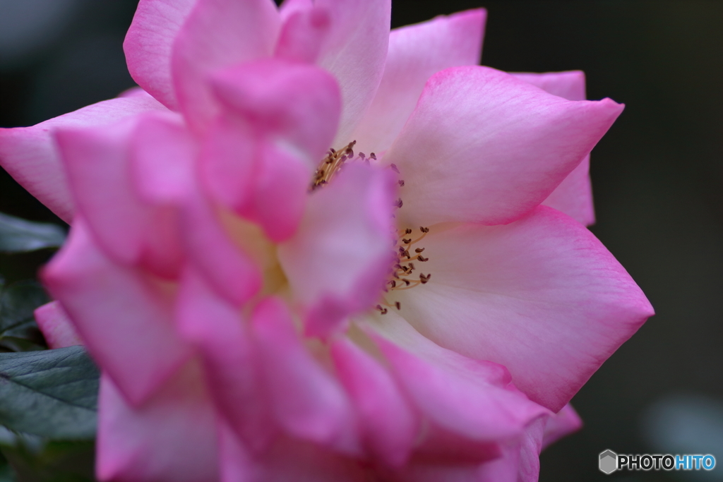 秋の薔薇②