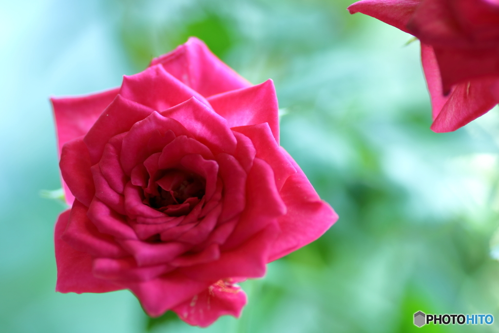 ミニ薔薇
