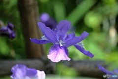 菖蒲