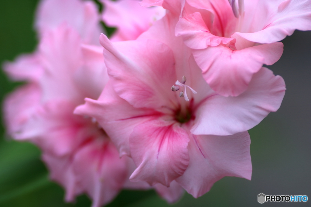 横たわる花②