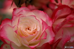 薔薇の園３