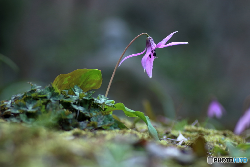森の花　カタクリ