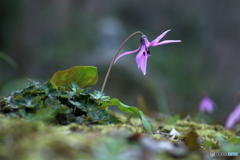 森の花　カタクリ