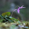 森の花　カタクリ