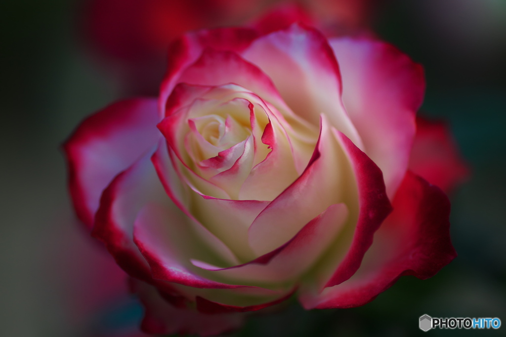 冬の薔薇①