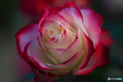 冬の薔薇①