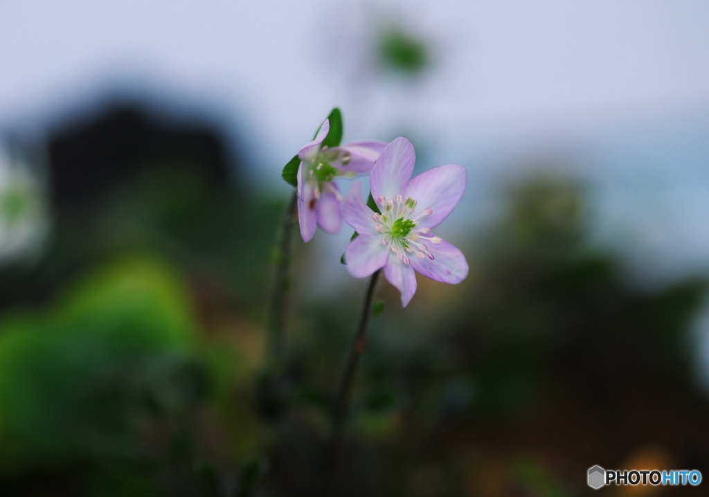 雪割草