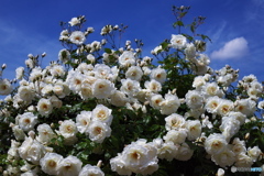 薔薇の鑑賞　その④