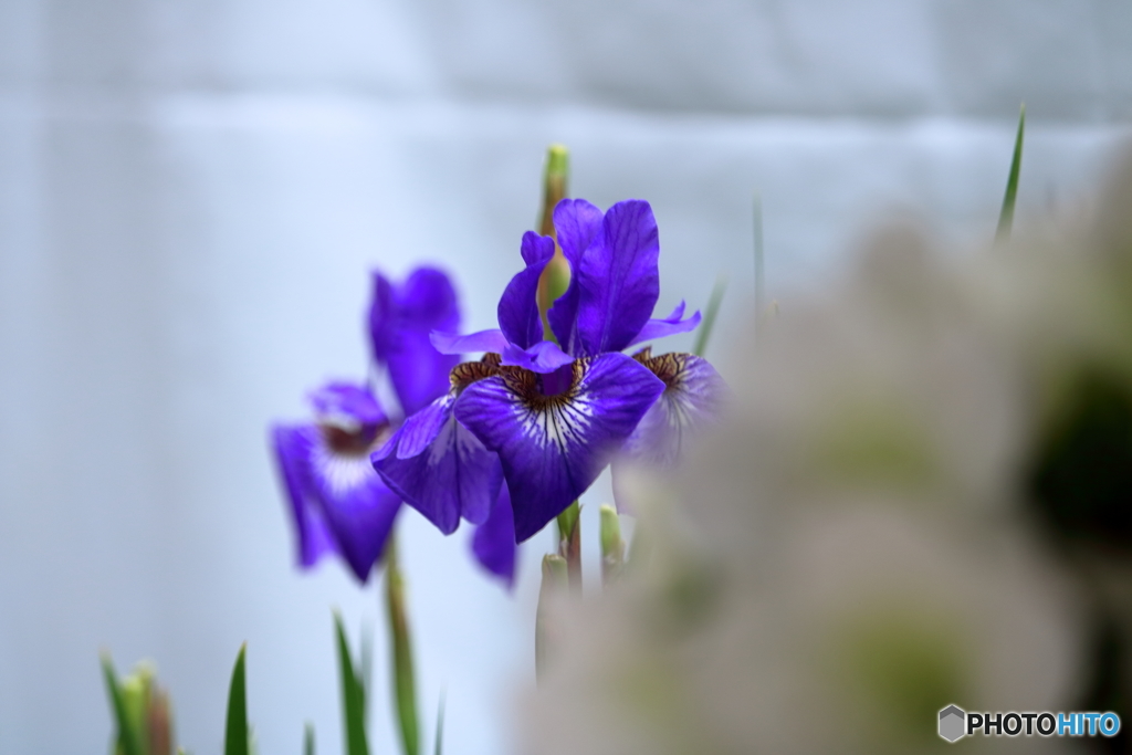 雨に似合う花