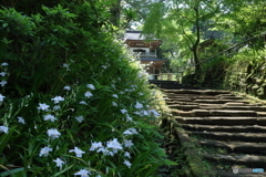 浄智寺とシャガ