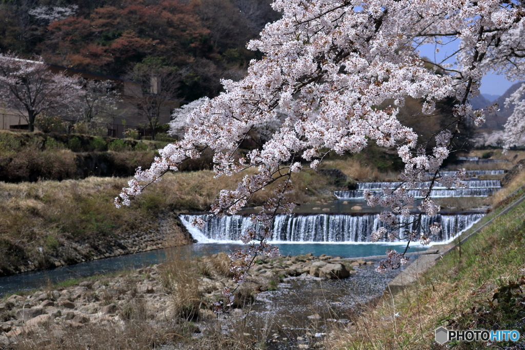 宮城野早川堤の桜