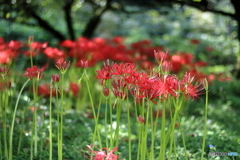 彼岸花の里③