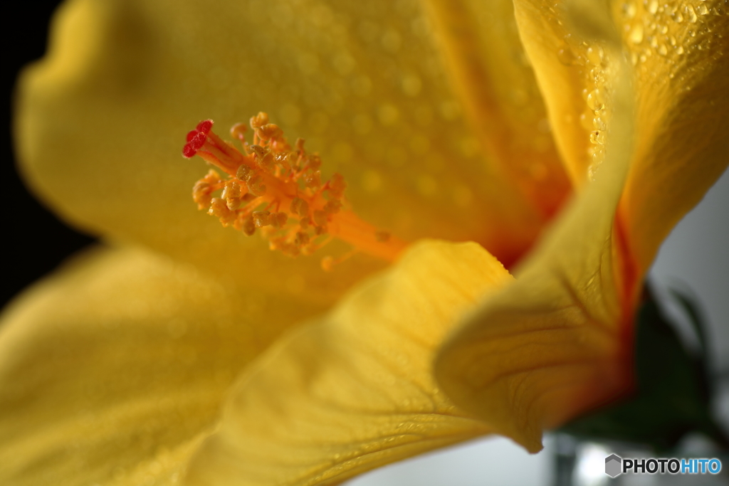 遅い開花