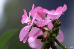 秋雨のゼラニウム