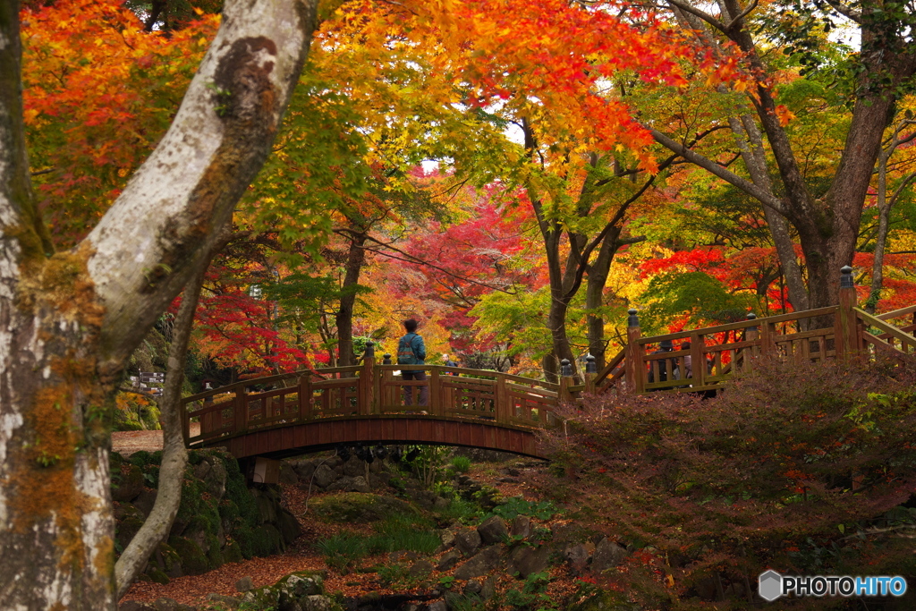 紅葉の世界へ・・・♪