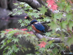 紅葉狩り気分♪