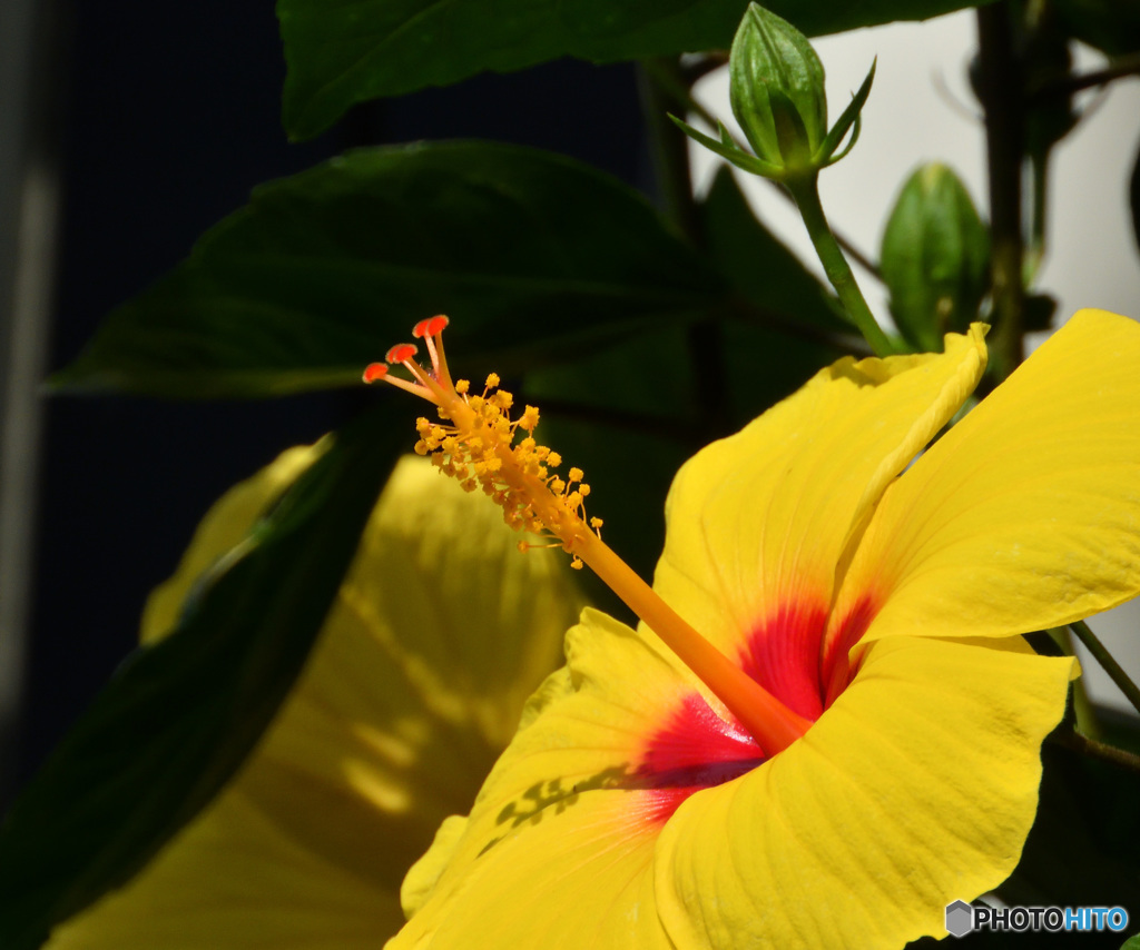 ハイビスカス１