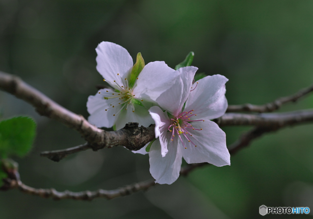 十月桜